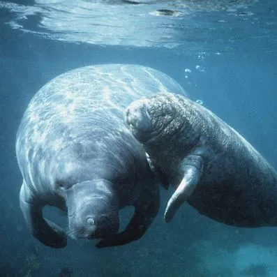 thumbnail for publication: Third Grade Manatee Curriculum—Lesson 2: Reading Rainbow, "Sam the Sea Cow"